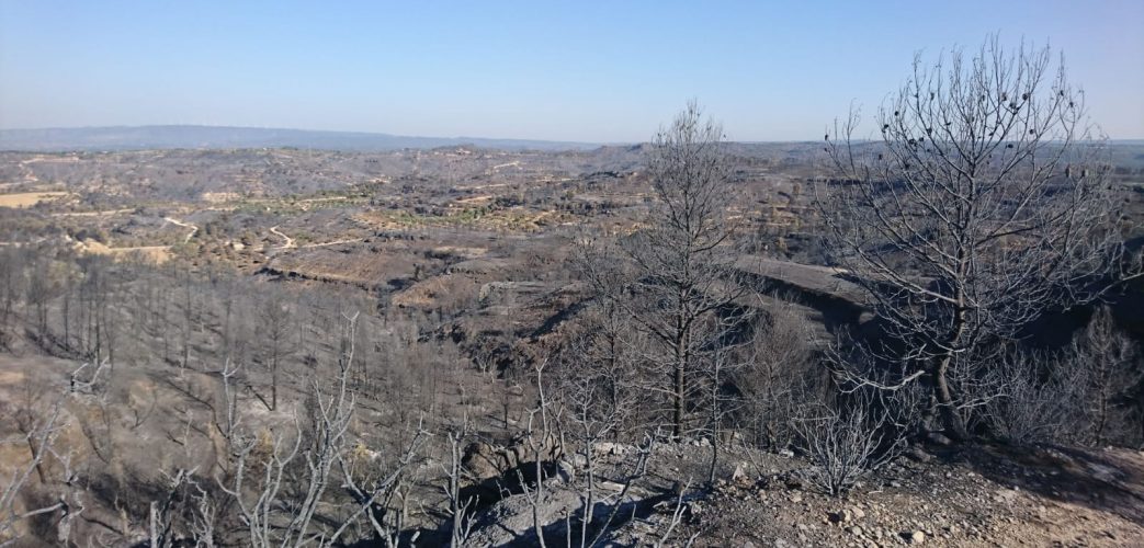 Vegetació cremada pel pas de l'incendi de la Ribera d'Ebre.