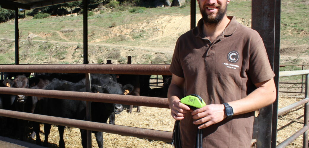 Sergi Pujolriu davant d’alguns dels exemplars de raça angus de La Carrera d’en Bas i amb un model del collar geolocalitzat que usen