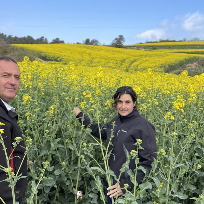 El pagès i soci de l'ADV de Conreus Herbacis Sostenibles, Pep Gual, i la tècnica de l'ADV, Sara Vila, col·locant una de les capsetes amb capolls de sírfids