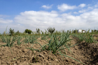 Un camp de cultiu dins del Parc Agrari del Baix Llobregat. FOTO: Arxiu/Dani Codina