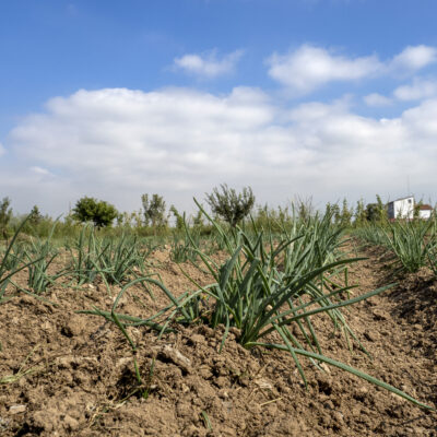 Un camp de cultiu dins del Parc Agrari del Baix Llobregat. FOTO: Arxiu/Dani Codina
