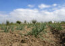 Un camp de cultiu dins del Parc Agrari del Baix Llobregat. FOTO: Arxiu/Dani Codina