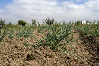 Un camp de cultiu dins del Parc Agrari del Baix Llobregat. FOTO: Arxiu/Dani Codina