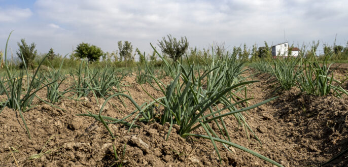 Un camp de cultiu dins del Parc Agrari del Baix Llobregat. FOTO: Arxiu/Dani Codina